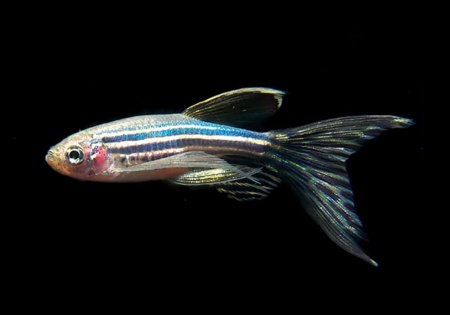 Данио рерио вуалевый (Danio rerio)