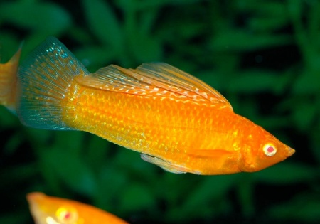Моллинезия оранжевая альбино парусный (Poecilia velifera Gold Molly sailfin)