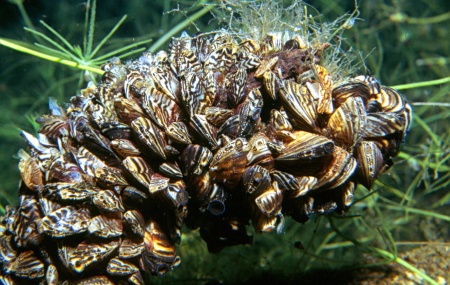 Мидия  дрейссена (Dreissena polymorpha) улитка