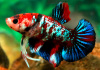 Петушок плакат КОИ НЕМО самец (Betta fish male)