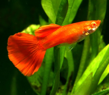 Гуппи полностью красный альбинос (Guppy Full Red albino)