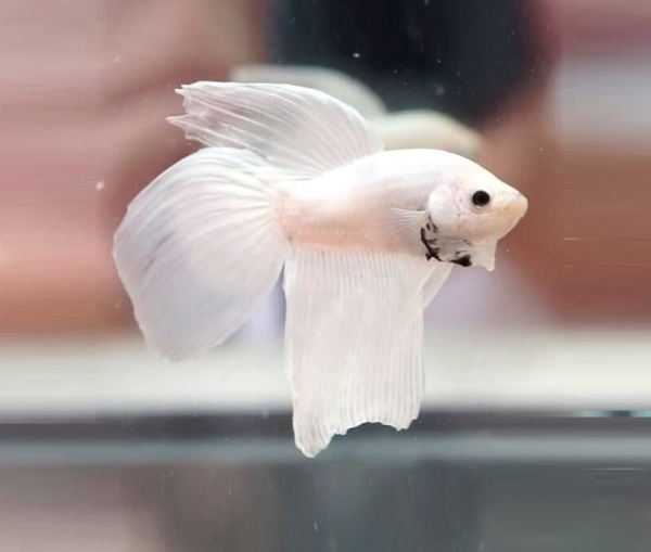 Петушок Вуалехвостый белый платиновый самец (Betta-splendens-platinum-Veiltail-white)
