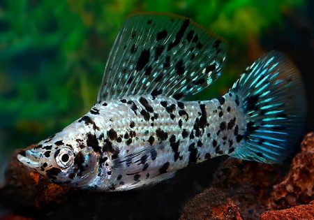 Моллинезия Долматинец парусный (Poecilia latipinna)
