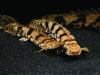 Полиптерус Эндлихера (Polypterus endlicheri) 5-7 см