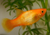 Пецилия золотая (Xiphophorus maculatus golden Platy)