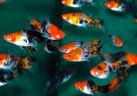 Меченосец Геллера трехцветный (Xiphophorus helleri Tricolor)
