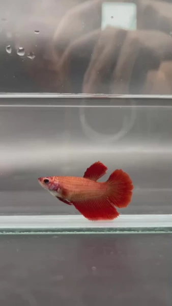 Петушок Халф Мун Самка (курочка) Красная (Betta splendens halfmoon FEMALE