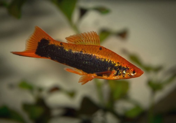 Меченосец Кубинский (Xiphophorus helleri Red Black Tuxedo)