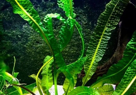 Апоногетон Боивинианус (Aponogeton boivinianus)