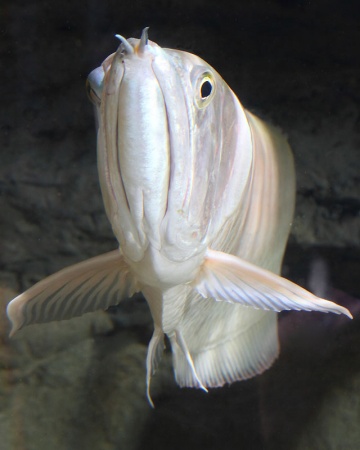 Арована серебристая Южноамериканская (Osteogssum bicirrhosum) 8-10 см