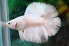 Петушок Супер Дельта двухвостый белый самец (betta-MALE super-delta double white tail-)