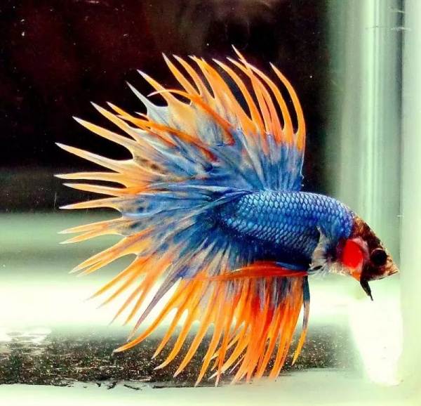 Петушок Коронохвостый пурпурно оранжевый самец (Betta Fish Male Purple crown-tail)