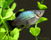 Пецилия голубая чернохвостая (Xiphophorus maculatus blue blacktail)