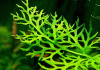 Папоротник Индийский (Ceratopteris Thalictroides)