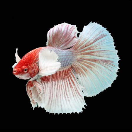 Петушок Халфмун Дамбо красный бабочка самец (betta-dumbo-red-butterfly)