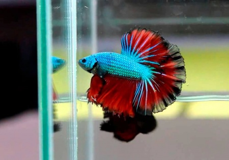 Петушок Халф Мун зеленый дракон самец (Betta splendens Halfmoon green dragon)