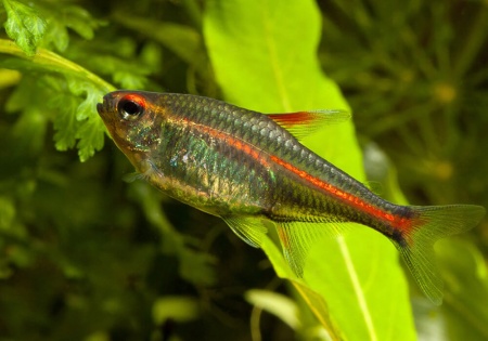 Тетра светлячок Эритрозонус (Hemigrammus Erythrosonus)