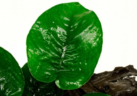 Анубиас Бартера бабочка (Anubias barteri Butterfly)