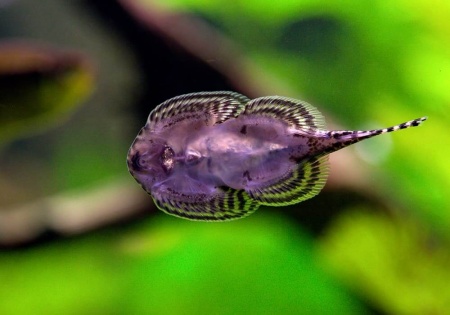 Севилия Линеолата  Псевдоскат  (Sewellia Lineolata) сом