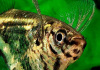 Карнегиелла мраморная (Carnegiella strigata)