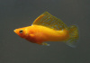 Моллинезия оранжевая парусный (Poecilia velifera orange Molly sailfin)