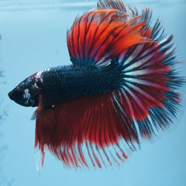 Петушок Супер Дельта красная бабочка самец (Betta-splendens-Super Delta-Red-Butterfy)