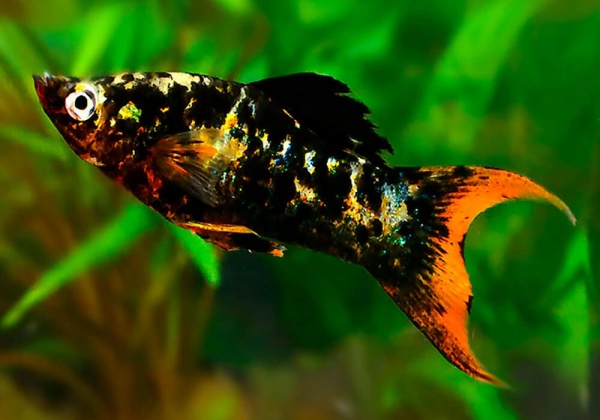 Моллинезия мраморная оранжевохвостая лирохвостая (Poecilia latipinna Marble Orange Tail Lyre Molly)