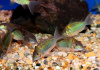 Коридорас Изумрудный Брохис (Corydoras splendens) сом 2-2,5 см 
