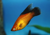 Пецилия красная чернохвостая высокоплавничная (Xiphophorus maculatus red black tail sailfin)