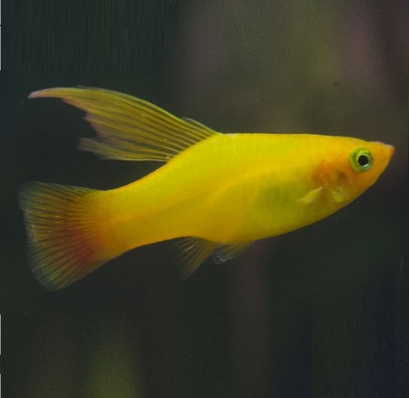 Пецилия золотая высокоплавничная (Xiphophorus variatus gold hifin Platy)