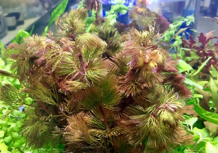 Кабомба красная вильчатая (Cabomba-furcata)