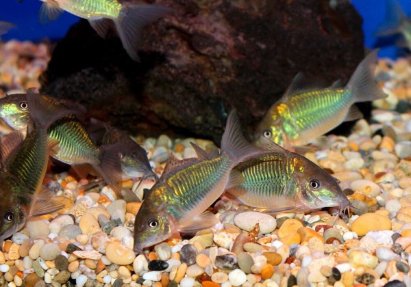 Коридорас Изумрудный Брохис (Corydoras splendens) сом 2-2,5 см 