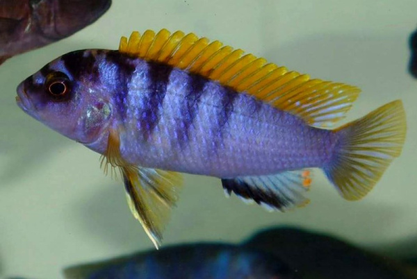  Лабидохромиса Хонги (Labidochromis sp. 'Hongi') 