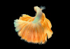 Петушок Халф Мун золотой самец( Betta male Halfmoon gold)