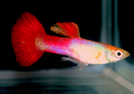 Гуппи розовый фламинго (Guppy pink flamingo)