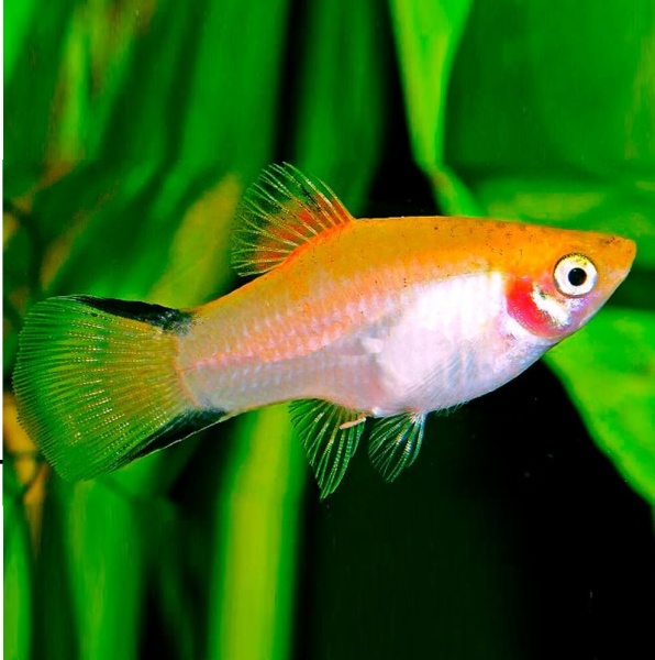 Пецилия золотая комета (Xiphophorus maculatus Golden Comet Platy)