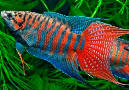 Макропод обыкновенный (Macropodus-opercularis)