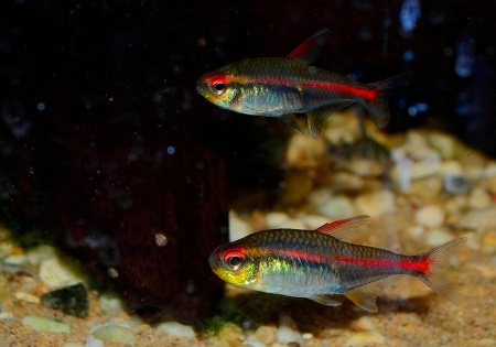 Тетра светлячок Эритрозонус (Hemigrammus Erythrosonus)