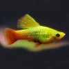 Пецилия золотой попугай  (Xiphophorus maculatus sunset sailfin)