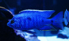 Цихлида Копадихромис Азуреус (Copadichromis azureus)