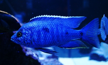 Цихлида Копадихромис Азуреус (Copadichromis azureus)