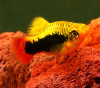 Пецилия Гавайская (Xiphophorus variatus Hawaiian)