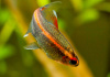 Тетра светлячок Эритрозонус (Hemigrammus Erythrosonus)