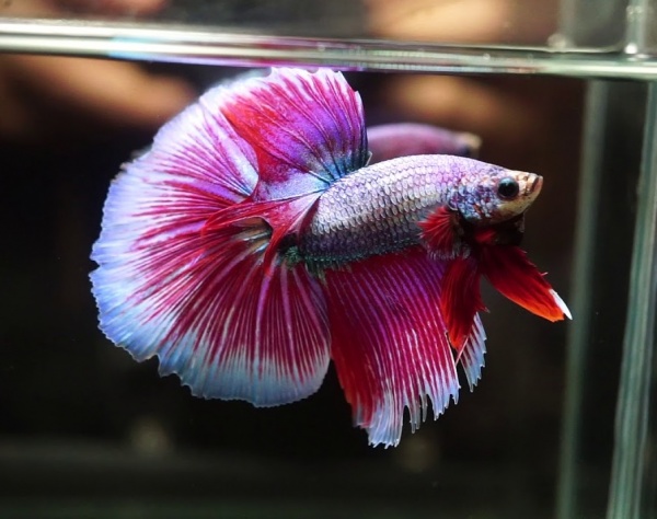 Петушок Супер Дельта розовая бабочка самец (Betta-splendens-Super-Delta-Pink-Butter)