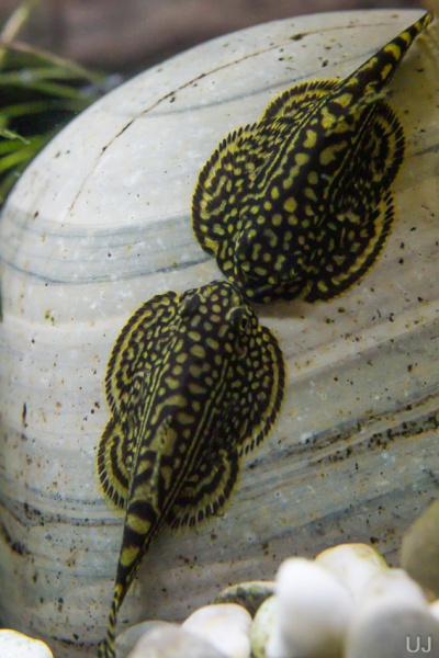 Севилия Линеолата  Псевдоскат  (Sewellia Lineolata) сом
