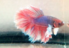 Петушок Халфмун Дамбо красный бабочка самец (betta-dumbo-red-butterfly)