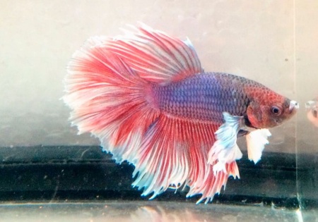 Петушок Халфмун Дамбо красный бабочка самец (betta-dumbo-red-butterfly)