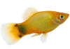 Пецилия солнечная Микки Маус  (Xiphophorus maculatus sunburst Mickey Mouse Platy)