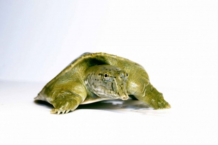 Черепаха Китайский трионикс (Pelodiscus sinensis)