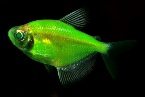 Тернеция Glo Fish Лимонная (Gymnocorymbus ternetzi)  1,5-2 см